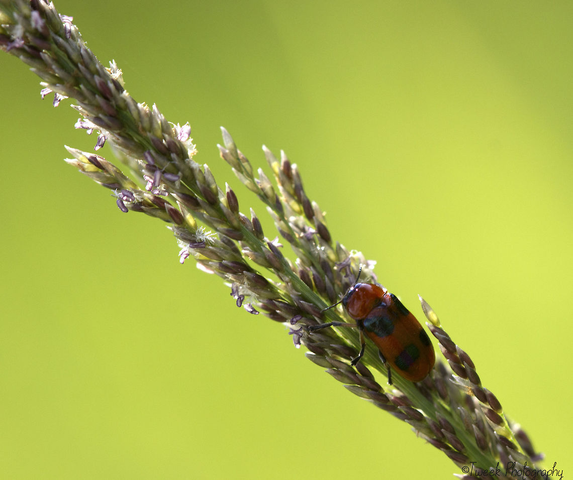Red & Black Beetle This little beetle measured about 7mm in length. It was exploring a very tall piece of grass which was swaying in the breeze- making this photo quite difficult to capture! Geotagged,Grass,Summer,Zimbabwe,beetle,black,red