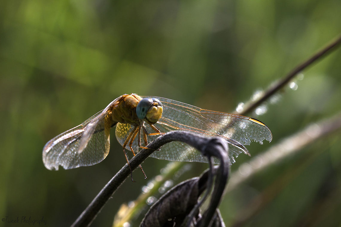Yellow & Blue Dragonfly This particular dragonfly was not put out by my presence. It flew off a few times but always landed back on the same twig. I found the light shining through the honeycombe pattern on its wing particularly interesting! Geotagged,Summer,Zimbabwe,animalia,anisoptera,arthropoda,blue,dragonfly,insecta,libellulidae,odonata,twigs,yellow