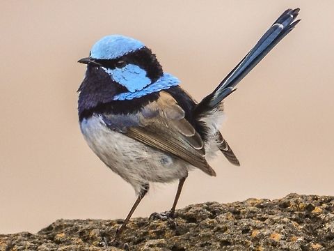 Superb blue fairy wren. Another male blue wren I see on my daily walk. Australia,Birds,Geotagged,Malurus cyaneus,Superb Fairywren,blue