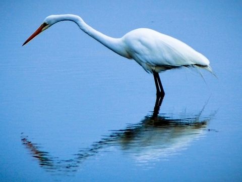 Eastern great egret.  Ardea alba modesta,Australia,Canada,Eastern Great Egret,Geotagged