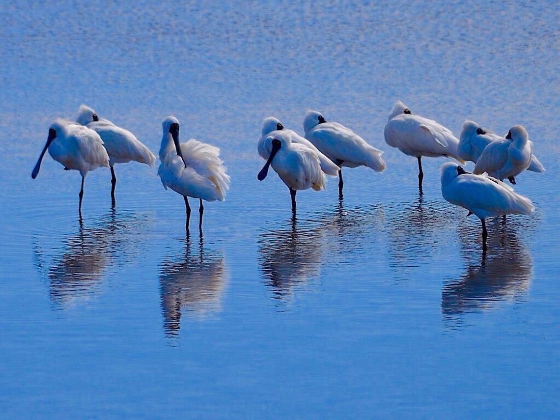 Royal Spoonbills. A flock of spoonbills resting and feeding on swan bay wetlands in Victoria, Australia.  Australia,Eurasian Spoonbill,Geotagged,Platalea leucorodia,Platalea regia,Royal Spoonbill