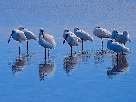 Royal Spoonbills. A flock of spoonbills resting and feeding on swan bay wetlands in Victoria, Australia.  Australia,Eurasian Spoonbill,Geotagged,Platalea leucorodia,Platalea regia,Royal Spoonbill