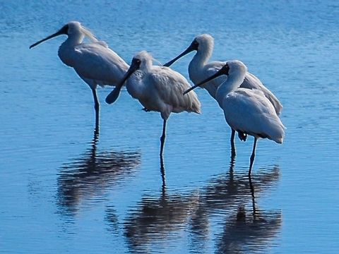 Royal Spoonbills. Photographed on swan bay wetlands, Victoria, Australia. Australia,Geotagged,Platalea regia,Royal Spoonbill