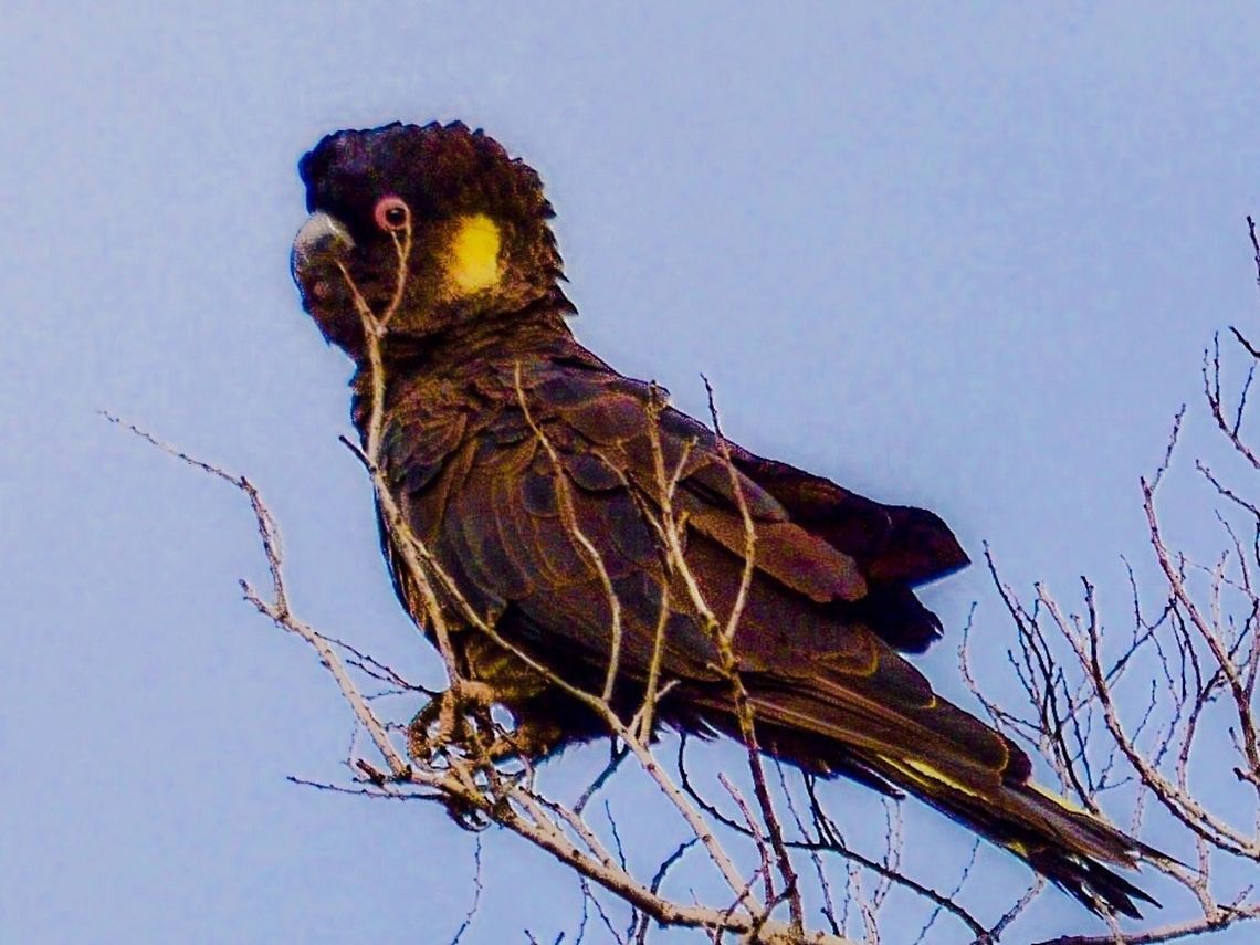 Male Yellow tailed black cockatoo. Photographed on the bellarine peninsula, Victoria, Australia.  Australia,Bird,Calyptorhynchus funereus,Geotagged,Yellow-tailed Black Cockatoo