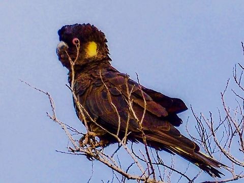 Male Yellow tailed black cockatoo. Photographed on the bellarine peninsula, Victoria, Australia.  Australia,Bird,Calyptorhynchus funereus,Geotagged,Yellow-tailed Black Cockatoo