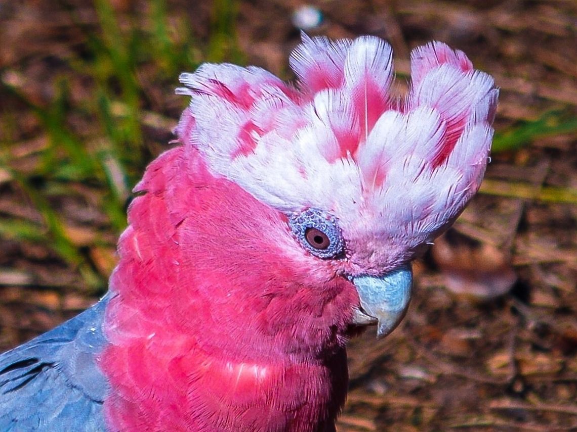 Galah. Photographed in Queenscliff, Victoria, Australia. Australia,Australia.,Eolophus roseicapilla,Galah,Geotagged,bird