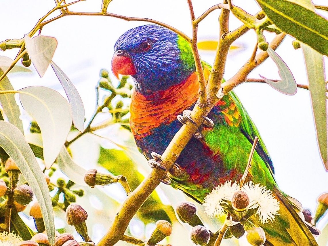 Rainbow lorikeet. These birds arrive in numbers when the eucalypts are flowering.  Australia,Geotagged,Rainbow Lorikeet,Rainbow lorikeet,Trichoglossus haematodus,Trichoglossus moluccanus