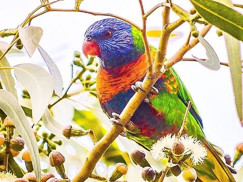 Rainbow lorikeet. These birds arrive in numbers when the eucalypts are flowering.  Australia,Geotagged,Rainbow Lorikeet,Rainbow lorikeet,Trichoglossus haematodus,Trichoglossus moluccanus