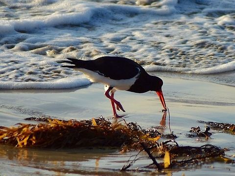 Pied oystercatcher. Photographed on the foreshore of port Philip bay in Victoria, Australia. This bird was very good at pulling up long sand worms after pushing its beak into the sand right up to its face. I usually see these birds in pairs. Australia,Geotagged,Haematopus longirostris,Pied oystercatcher