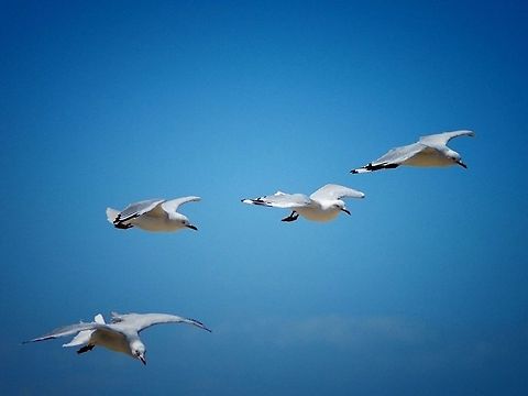 Silver gull. These birds are very common in Australia and usually arrive in numbers when people are eating outdoors. Locally they are known as 'the rats of the air'. Australia,Chroicocephalus novaehollandiae,Geotagged,Silver Gull