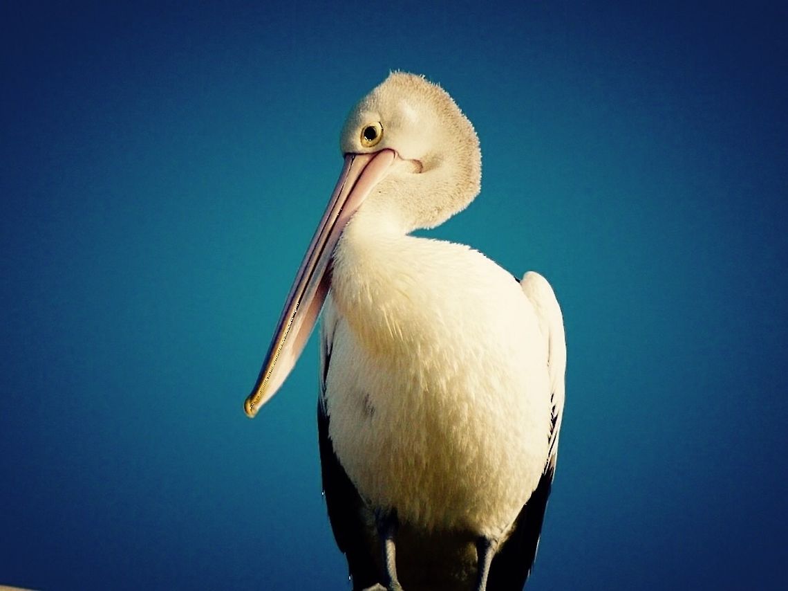 Australian pelican. Photographed on the shore of Swan bay wetlands, Victoria, Australia. These large birds are quite common around boat ramps.  Australia,Australian Pelican,Geotagged,Pelecanus conspicillatus