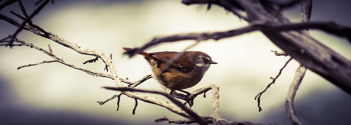 Brown thornbill Photographed in Point Lonsdale, Victoria, Australia. Acanthiza pusilla,Australia,Brown thornbill,Geotagged