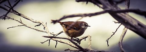 Brown thornbill Photographed in Point Lonsdale, Victoria, Australia. Acanthiza pusilla,Australia,Brown thornbill,Geotagged