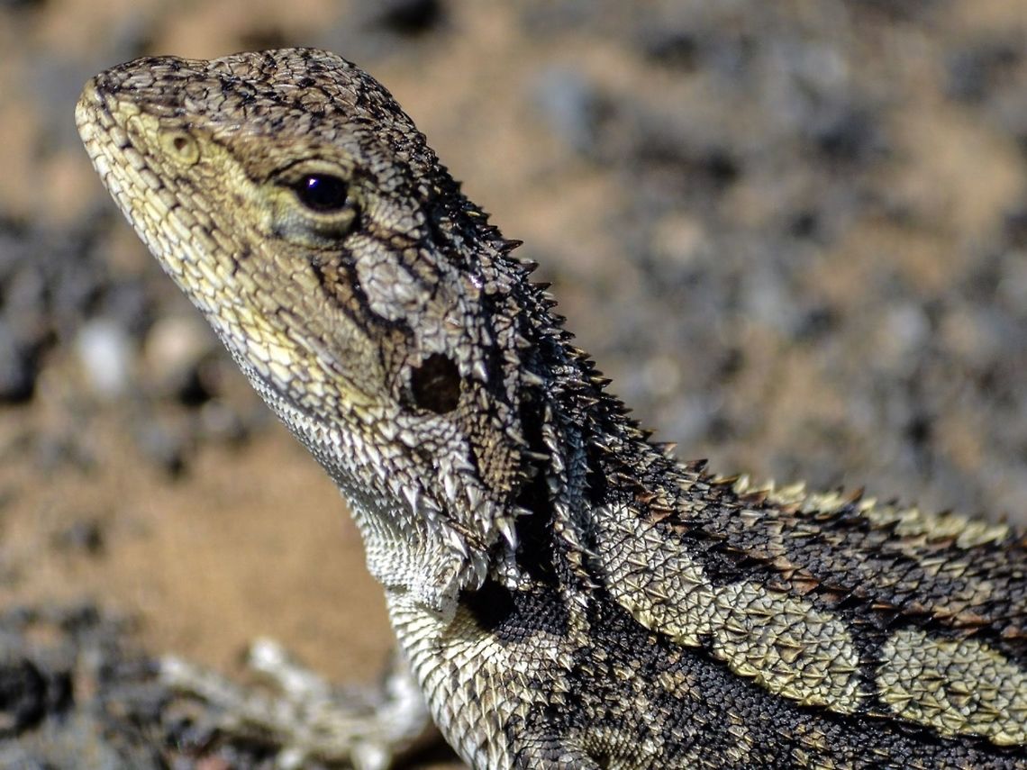 Jacky dragon.. Photographed in Point Lonsdale, Victoria, Australia. This one was warming itself in the sun which allowed me to get quite close to it. This was the first one I have ever seen. I have only seen one more. Amphibolurus muricatus,Australia,Geotagged,Jacky dragon