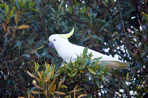 Sulphur crested cockatoo. Photographed in Point Lonsdale, Victoria, Australia. There is no more familiar sound to Australians than the screech of a sulphur crested cockatoo. Australia,Cacatua galerita,Geotagged,Sulphur-crested Cockatoo