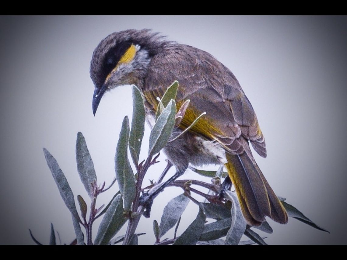 Grey headed honeyeater. Photographed in Victoria, Australia. Australia,Black-chinned honeyeater,Blue-faced Honeyeater,Brown Honeyeater,Entomyzon cyanotis,Geotagged,Grey-headed honeyeater,Lichenostomus keartlandi,Lichenostomus virescens,Lichmera indistincta,Melithreptus gularis,Singing Honeyeater