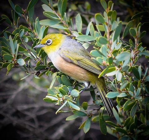 Silvereye. Photographed in Queenscliff, Victoria, Australia. These small birds are very fast and hard to photograph. Australia,Geotagged,Silvereye,Zosterops lateralis