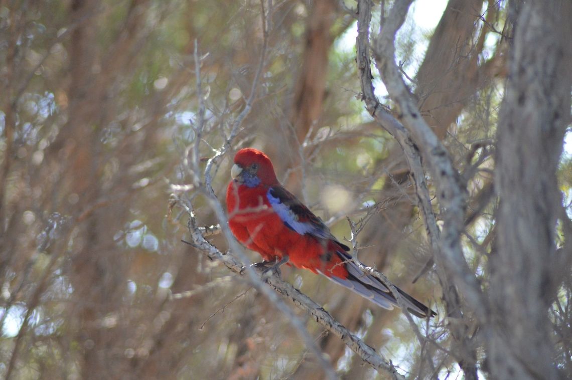 Crimson rosella. Photographed in Queenscliff , Victoria, Australia. These beautiful birds are very camera shy. Although I see and hear them regularly, I have found it very hard to get a shot of one of them.  Australia,Crimson rosella,Geotagged,Platycercus elegans