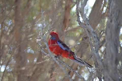 Crimson rosella. Photographed in Queenscliff , Victoria, Australia. These beautiful birds are very camera shy. Although I see and hear them regularly, I have found it very hard to get a shot of one of them.  Australia,Crimson rosella,Geotagged,Platycercus elegans
