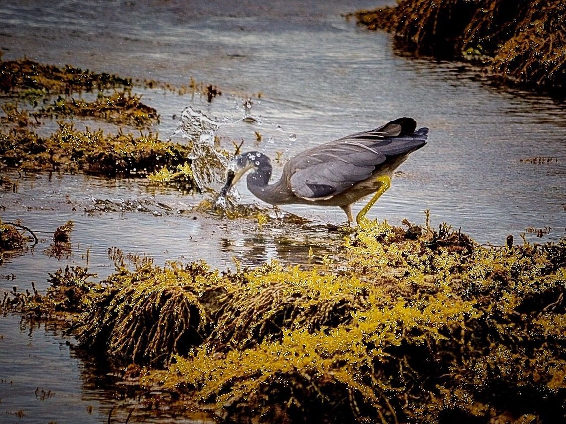 White faced heron. Photographed in Point Lonsdale, Victoria, Australia.  Ardea herodias,Australia,Egretta caerulea,Egretta novaehollandiae,Geotagged,Great Blue Heron,Little blue heron,White-faced Heron