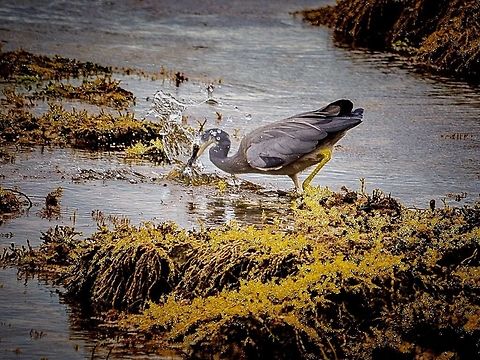 White faced heron. Photographed in Point Lonsdale, Victoria, Australia.  Ardea herodias,Australia,Egretta caerulea,Egretta novaehollandiae,Geotagged,Great Blue Heron,Little blue heron,White-faced Heron