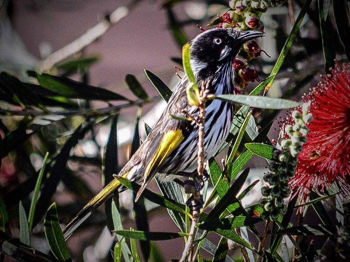 New holland honeyeater. Photographed in Queenscliff, Victoria, Australia.. Australia,Geotagged,New Holland honeyeater,Phylidonyris novaehollandiae