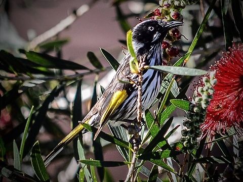 New holland honeyeater. Photographed in Queenscliff, Victoria, Australia.. Australia,Geotagged,New Holland honeyeater,Phylidonyris novaehollandiae