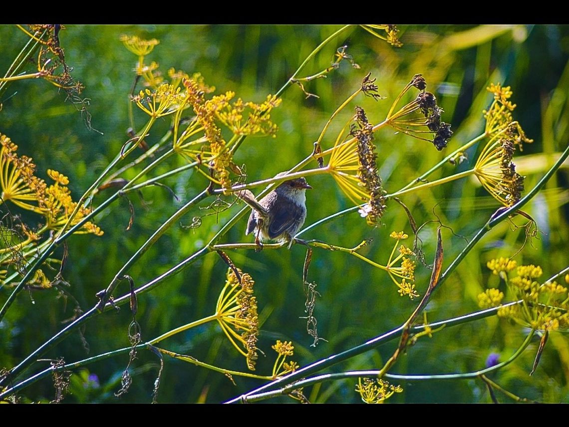 Female superb fairy wren. Queenscliff, Victoria, Australia. Malurus cyaneus,Superb Fairywren