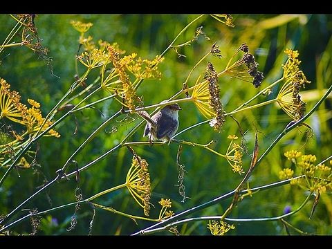 Female superb fairy wren. Queenscliff, Victoria, Australia. Malurus cyaneus,Superb Fairywren