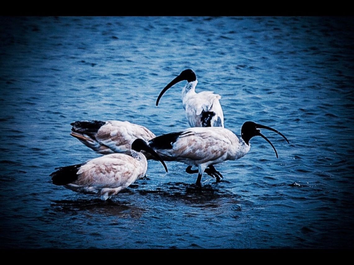 Australian white ibis.  Australia,Australian White Ibis,Geotagged,Threskiornis molucca