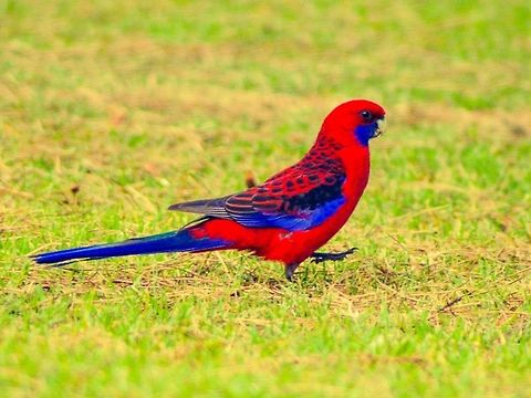 Crimson rosella. Photographed in Queenscliff, Victoria, Australia. Crimson rosella,Platycercus elegans