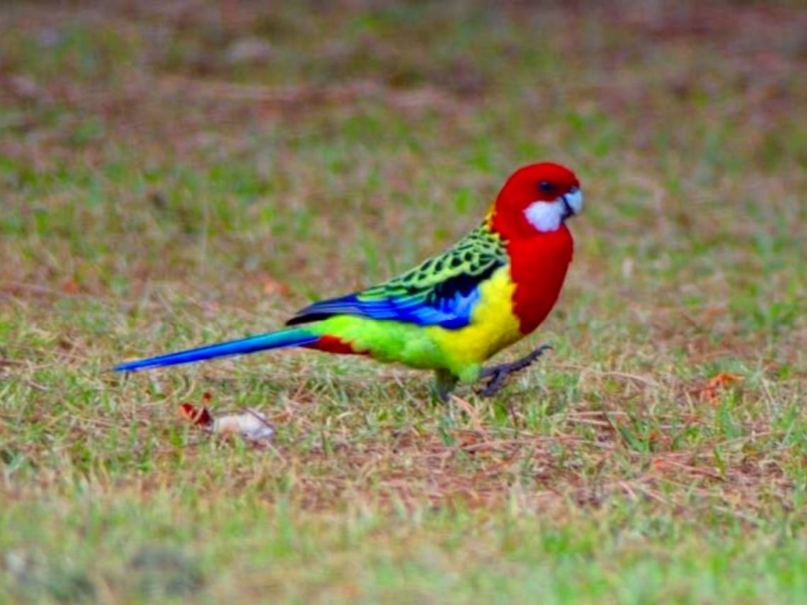 Eastern rosella Photographed in Queenscliff, Victoria, Australia. Australia,Eastern rosella,Geotagged,Platycercus eximius