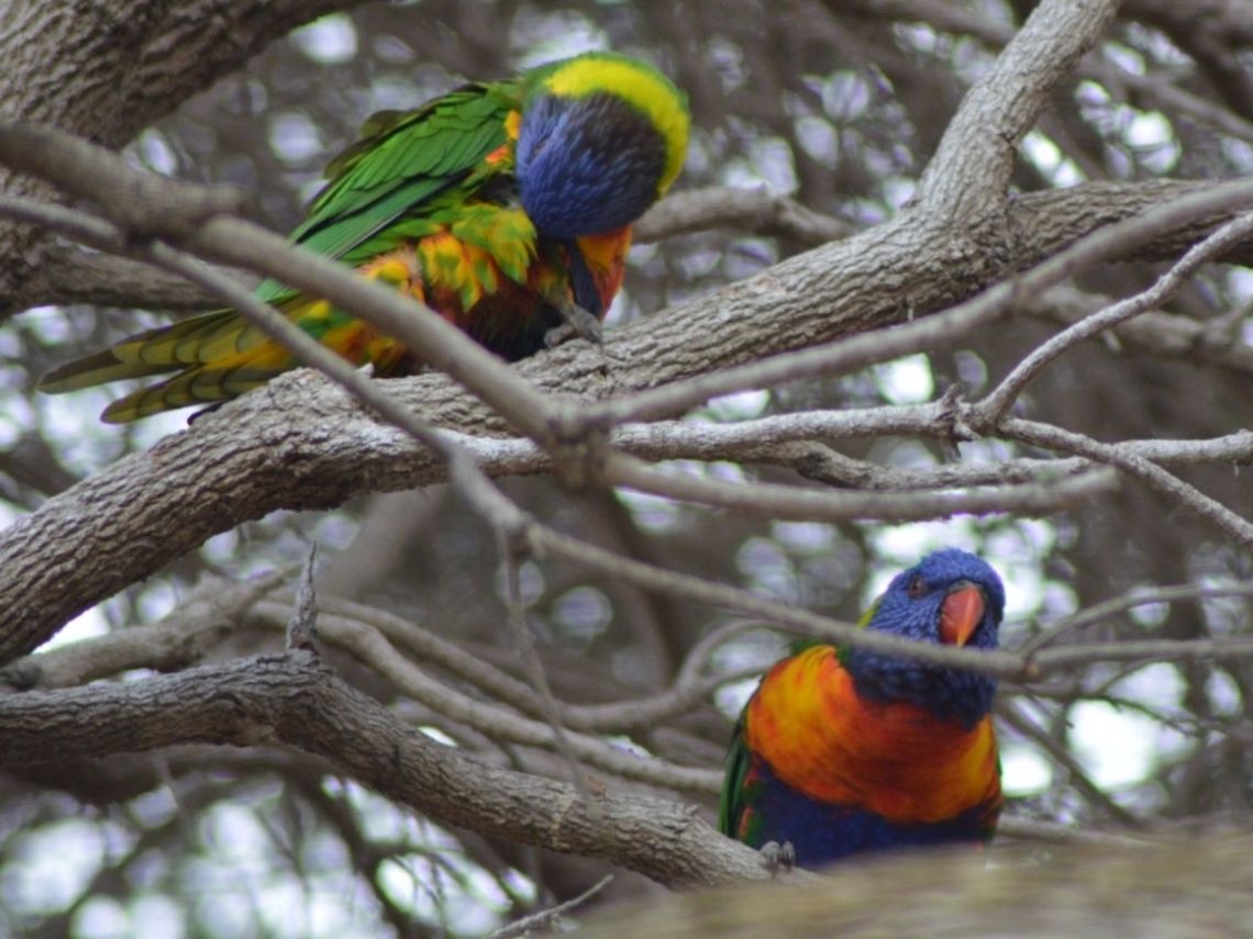 Rainbow lorikeet. Photographed in Queenscliff, Victoria, Australia. Australia,Geotagged,Rainbow Lorikeet,Rainbow lorikeet,Trichoglossus haematodus,Trichoglossus moluccanus