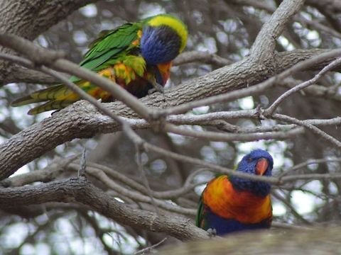 Rainbow lorikeet. Photographed in Queenscliff, Victoria, Australia. Australia,Geotagged,Rainbow Lorikeet,Rainbow lorikeet,Trichoglossus haematodus,Trichoglossus moluccanus