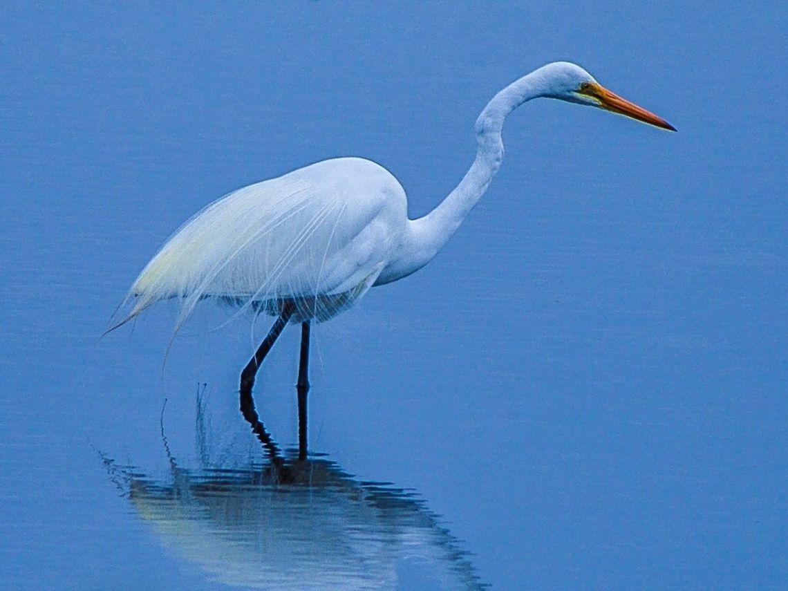 Eastern great egret. Photographed on swan bay wetlands, Victoria, Australia. Ardea alba modesta,Australia,Eastern Great Egret,Geotagged