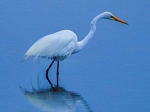 Eastern great egret. Photographed on swan bay wetlands, Victoria, Australia. Ardea alba modesta,Australia,Eastern Great Egret,Geotagged