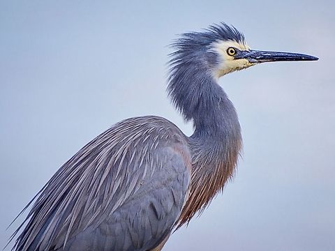White faced heron. This bird was comfortable with me getting quite close as long as all my movements were slow. Photographed mid afternoon in point Lonsdale, Victoria, Australia. Australia,Egretta novaehollandiae,Geotagged,White-faced Heron