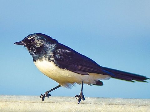 Willie wagtail. These small birds get their name from the constant movement of their tail from side to side. They are very inquisitive and will often do small flights around the observer....very cute! Photographed in point Lonsdale, Victoria, Australia. Rhipidura leucophrys,Willie Wagtail