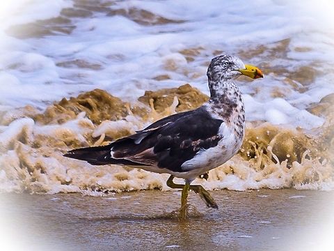 Juvenile pacific gull. These birds are much bigger than the common silver gull. They have a large wing span and are able to glide above the beach with minimal wing movement. Photographed in point Lonsdale, Victoria, Australia. Australia,Geotagged,Larus pacificus,Pacific Gull
