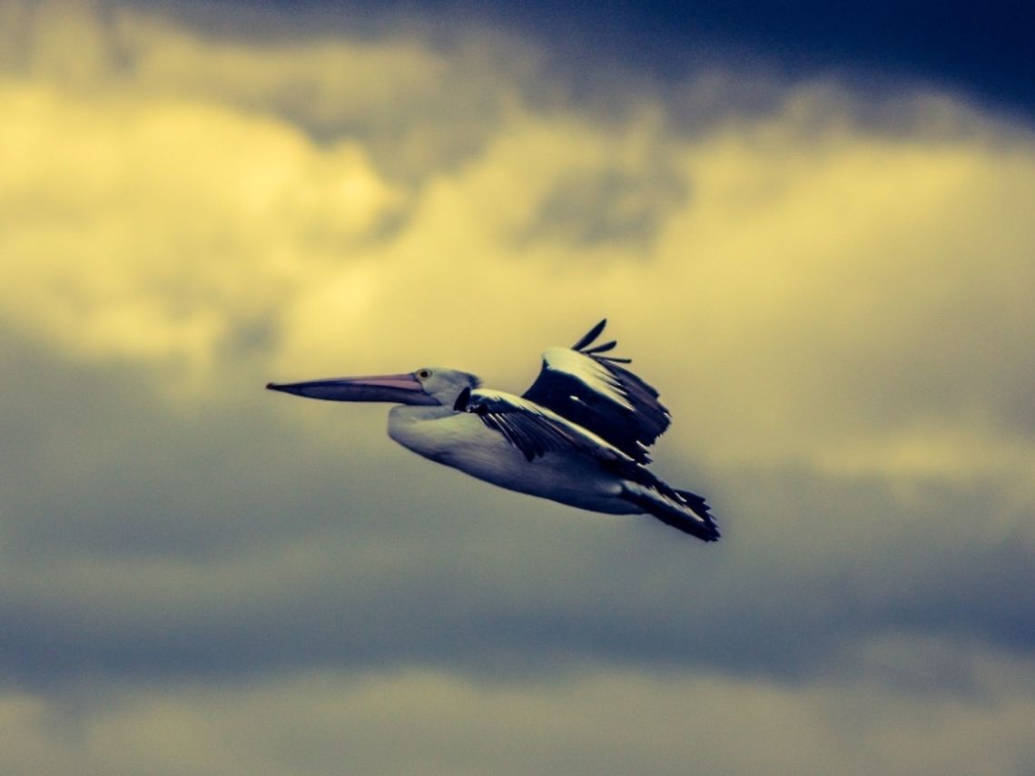 Australian Pelican in flight  Australia,Australian Pelican,Geotagged,Pelecanus conspicillatus