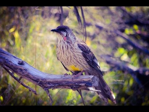 Red wattle bird. These colourful birds are very aggressive to other birds. They have a loud and unpleasant call and in spring and summer they are the birds that wake people up too early. Photographed in point Lonsdale, Victoria, Australia. Anthochaera carunculata,Australia,Geotagged,Red Wattlebird