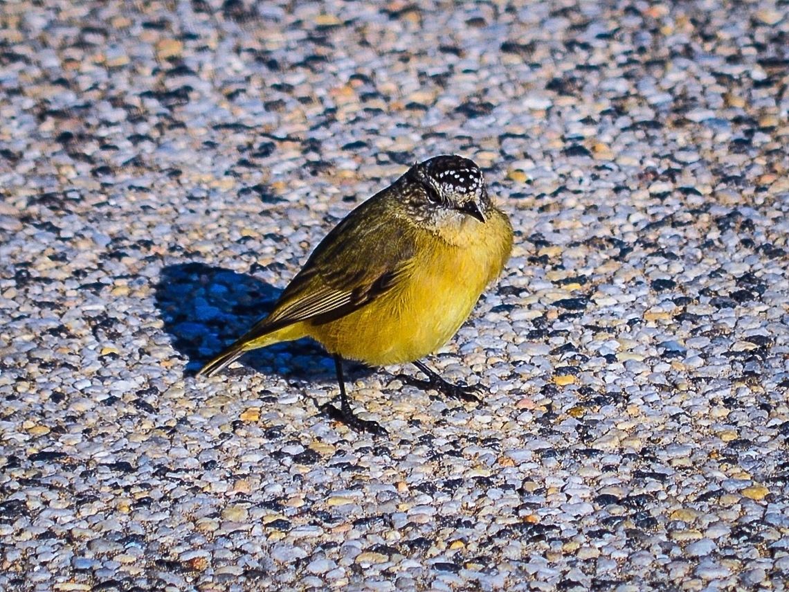 Yellow-rumped thornbill Photographed in Queenscliff, Victoria, Australia.  Acanthiza chrysorrhoa,Acanthiza nana,Australia,Geotagged,Yellow thornbill,Yellow-rumped thornbill