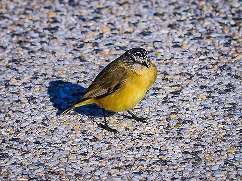 Yellow-rumped thornbill Photographed in Queenscliff, Victoria, Australia.  Acanthiza chrysorrhoa,Acanthiza nana,Australia,Geotagged,Yellow thornbill,Yellow-rumped thornbill
