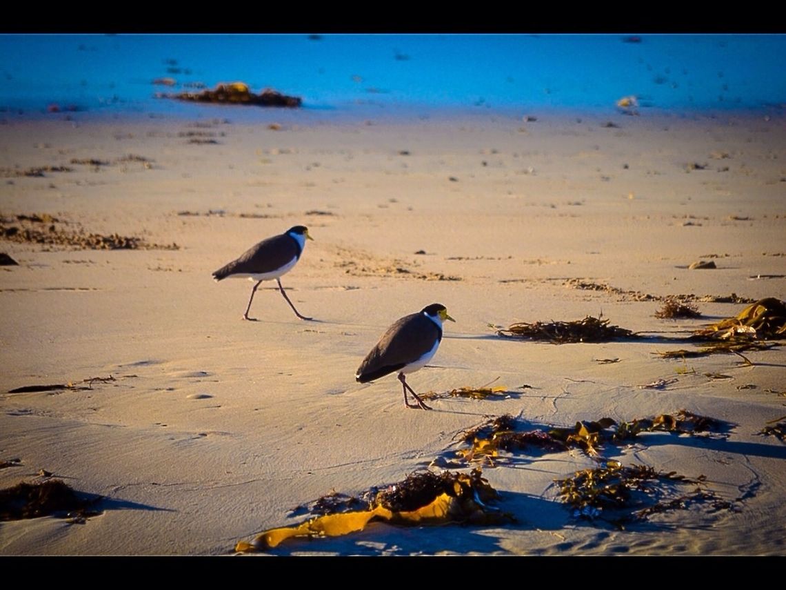 Masked lapwing. Photographed in point Lonsdale, Victoria, Australia. Australia,Geotagged,Masked Lapwing,Vanellus miles