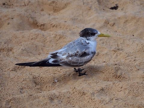 Little tern Photographed in Point Lonsdale, Victoria, Australia. Australia,Geotagged,Little Tern,Little tern,Sterna paradisaea,Sternula albifrons