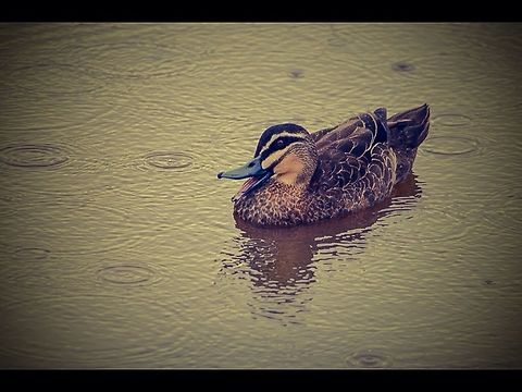 Pacific black duck. Photographed at Aireys Inlet, Victoria, Australia. Anas superciliosa,Australia,Geotagged,Pacific Black Duck