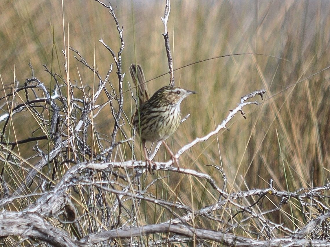 Striated fieldwren Photographed in st Leonard&#039;s, Victoria, Australia. Amytornis striatus,Australia,Calamanthus fuliginosus,Geotagged,Striated fieldwren,Striated grasswren