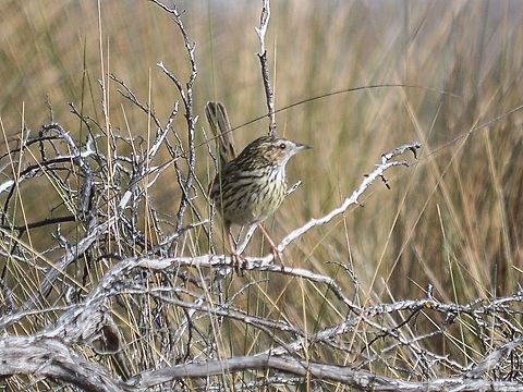 Striated fieldwren Photographed in st Leonard's, Victoria, Australia. Amytornis striatus,Australia,Calamanthus fuliginosus,Geotagged,Striated fieldwren,Striated grasswren