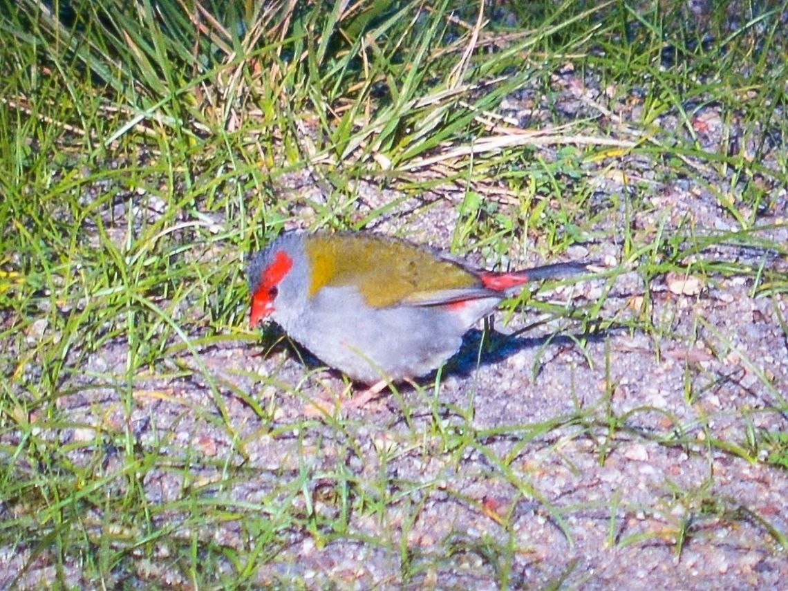 Red-browed finch. Photographed at Edwards Point, Victoria, Australia. Australia,Geotagged,Neochmia temporalis,Red-browed finch