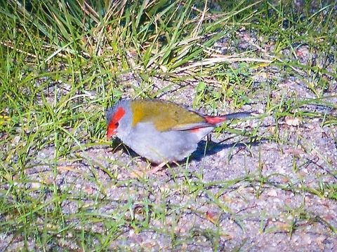 Red-browed finch. Photographed at Edwards Point, Victoria, Australia. Australia,Geotagged,Neochmia temporalis,Red-browed finch